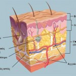 Δημιουργήθηκε τεχνητό δέρμα που βγάζει πραγματικές τρίχες