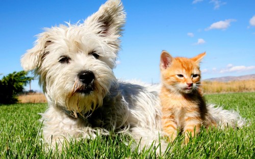 Σκύλος ή γάτα: Ποιο είναι το πιο διαδεδομένο κατοικίδιο στην Ευρώπη;