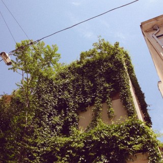 Θάμνος ήλιου, του Ιάσωνα Ιωαννίδη