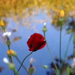 Η χλόη της αγάπης, του Σαράντη Παυλέα