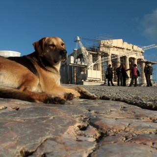 Υπάρχουν ράτσες σκύλων επιθετικές και επικίνδυνες από τη φύση τους;