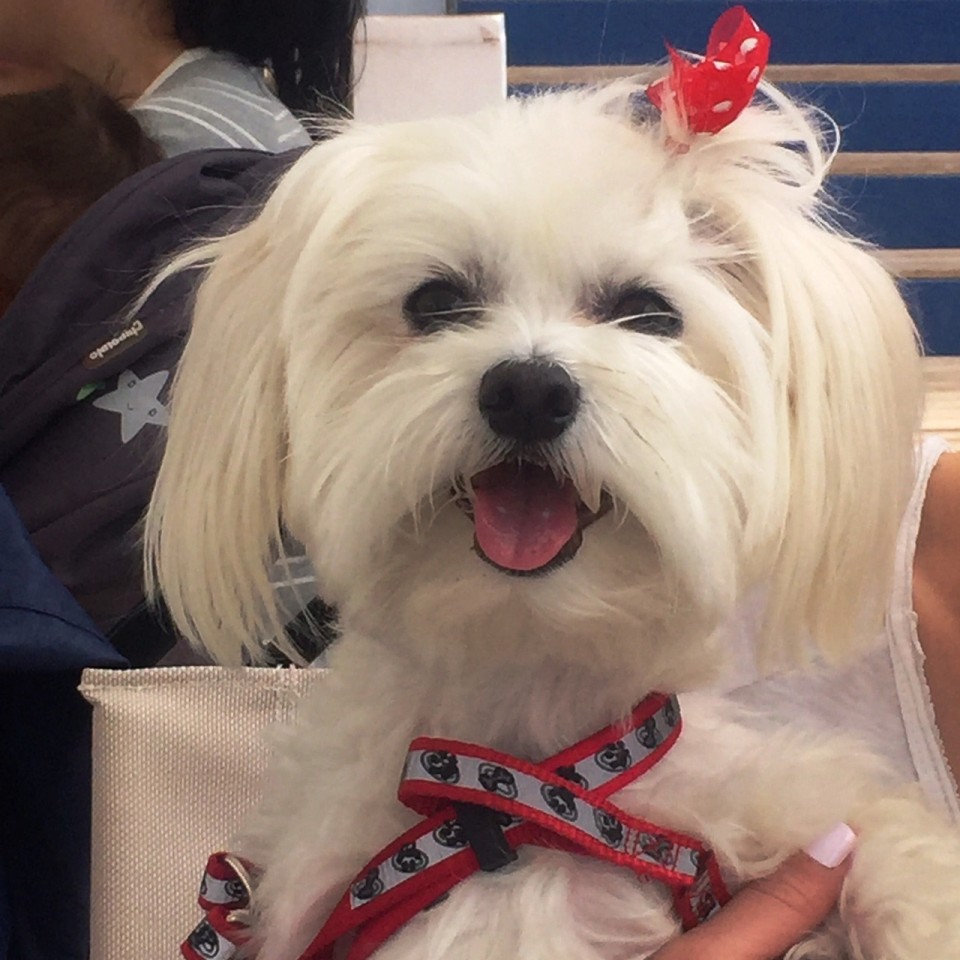 Όπως έκανε η Λίζα, ένα 3χρονο μαλτεζάκι που το Πάσχα φιλοξενήθηκε από την keeper Μαρίνα στη Νέα Σμύρνη.