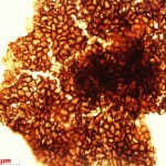 Κινέζοι επιστήμονες τοποθετούν την εμφάνιση πολύπλοκων μορφών ζωής 1 δις χρόνια νωρίτερα