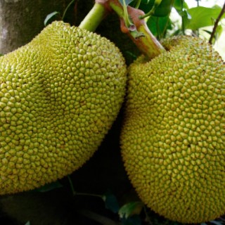Θα σώσει άραγε το jackfruit τον κόσμο;