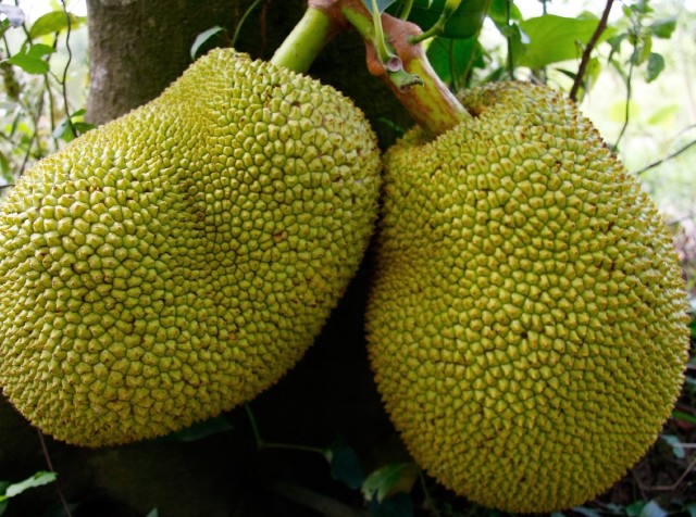 Θα σώσει άραγε το jackfruit τον κόσμο;