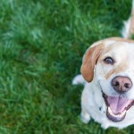 Kατοικίδια ζώα: Οι υποχρεώσεις των ιδιοκτητών και τα πρόστιμα