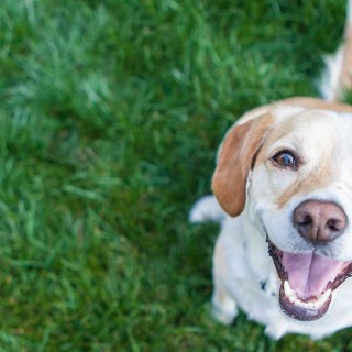 Kατοικίδια ζώα: Οι υποχρεώσεις των ιδιοκτητών και τα πρόστιμα