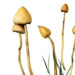 Τα παραισθησιογόνα μανιτάρια στη μάχη εναντίον της κατάθλιψης