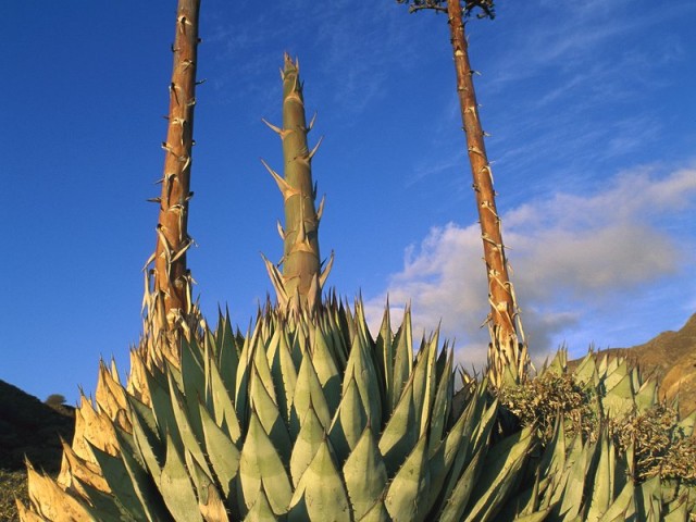 Ντολόρες, του Τάσου Παππά