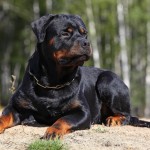 Κοζάνη: Δηλώσεις της αντιδημάρχου Κοζάνης Ελ. Τασοπούλου για την υπόθεση με τα ροτβάιλερ.