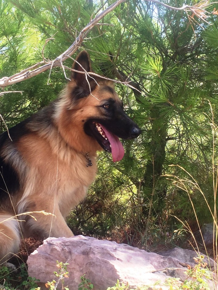 Αυτή είναι η Τάρα, το λυκόσκυλο που ενέπνευσε την ιδέα του Keeppet !