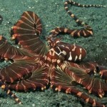 Ποια είναι τα τρωκτικά της θάλασσας;