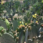 Εσύ θα πιείς κρητική «τεκίλα»;