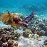 Ποιο μέρος της Γης έχει μελετηθεί λιγότερο από το σεληνιακό έδαφος;