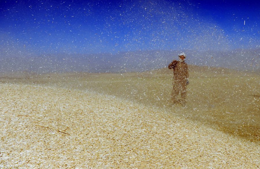Αφγανός αγρότης στο χωράφι με το σιτάρι του. Η κυβένρνηση της χώρας ενθαρρύνει τους κατοίκους να  EPA/HEDAYATULLAH AMID