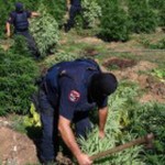 Χιλιάδες χασισόδεντρα καθημερινά εντοπίζει και καταστρέφει η αστυνομία στην Αλβανία.