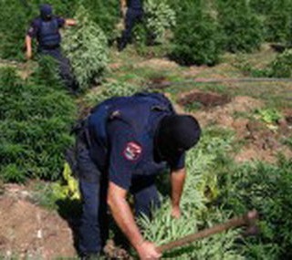 Χιλιάδες χασισόδεντρα καθημερινά εντοπίζει και καταστρέφει η αστυνομία στην Αλβανία.