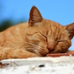 Βόλος: Καταδικάστηκε σε δύο χρόνια φυλάκιση και χρηματικό πρόστιμο για τη δολοφονία γάτας