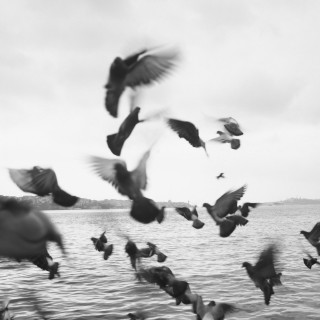 Περιστέρια στα στενά του Βοσπόρου. Κωνσταντινούπολη, Μάρτιος 2002