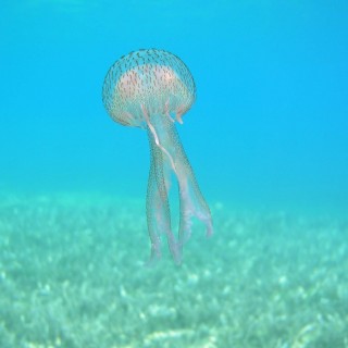 Βλέπετε μέδουσες στη θάλασσα; Ψυχραιμία και …ενημερώστε το «Αρχιπέλαγος»