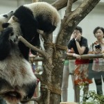 Μαλαισία: Γέννηση ενός δεύτερου γιγάντιου πάντα