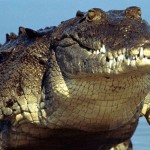 Αυστραλία: Άγνωστοι άφησαν σε σχολείο τρεις πεινασμένους κροκόδειλους