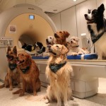 Ο εγκέφαλος των σκύλων «πιάνει» τόσο τι λένε οι άνθρωποι όσο και πώς το λένε