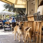 Τελ Αβίβ: Η πιο φιλική -για σκύλους- πόλη του κόσμου