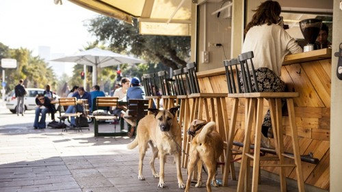 Τελ Αβίβ: Η πιο φιλική -για σκύλους- πόλη του κόσμου