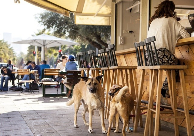 Τελ Αβίβ: Η πιο φιλική -για σκύλους- πόλη του κόσμου
