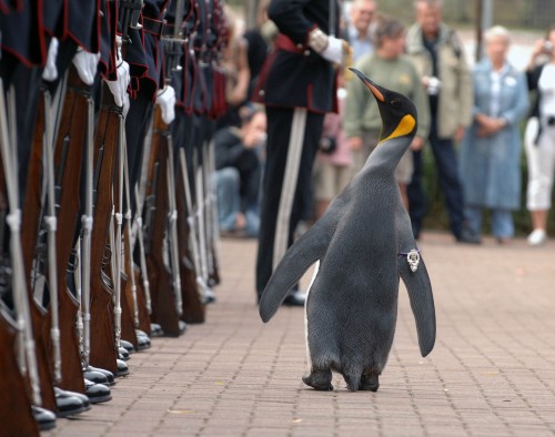 Ο πιγκουίνος σερ Νιλς Όλαφ προήχθη σε ταξίαρχο στον Ζωολογικό Κήπο του Εδιμβούργου