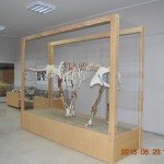 «Elephas tiliensis. Νάνος και τρισδιάστατος»: Μοναδική έκθεση στο Μουσείο Γεωλογίας και Παλαιοντολογίας