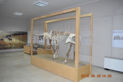 «Elephas tiliensis. Νάνος και τρισδιάστατος»: Μοναδική έκθεση στο Μουσείο Γεωλογίας και Παλαιοντολογίας