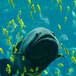 Τα μεγαλύτερα ψάρια κινδυνεύουν πολύ περισσότερο με εξαφάνιση από ό,τι τα μικρά