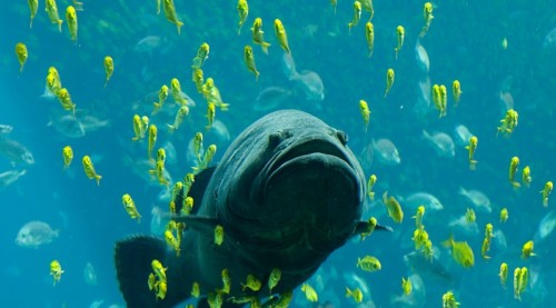 Τα μεγαλύτερα ψάρια κινδυνεύουν πολύ περισσότερο με εξαφάνιση από ό,τι τα μικρά