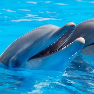 Για πρώτη φορά καταγράφηκε το «πίτσι πίτσι» δύο δελφινιών