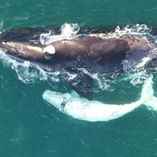 Ένα πολύ σπάνιο λευκό φαλαινάκι της μαύρης φάλαινας της Αυστραλίας κατάφερε να φωτογραφίσει ένα drone