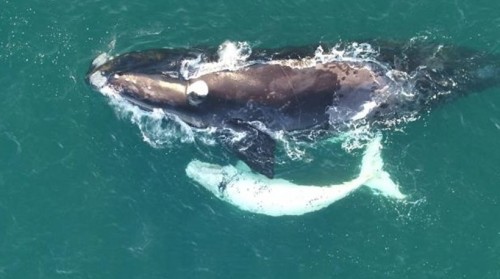 Ένα πολύ σπάνιο λευκό φαλαινάκι της μαύρης φάλαινας της Αυστραλίας κατάφερε να φωτογραφίσει ένα drone