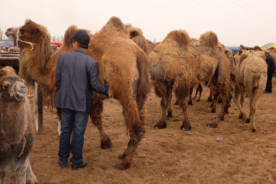 Η Κυριακάτικη ζωοπανήγυρη στο Κάσγκαρ αν και έχει εξελιχθεί σε δημοφιλή τουριστική ατραξιόν, παραμένει αυθεντική.