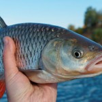 Ένα στα πέντε ψάρια δεν είναι αυτό που νομίζουν ότι αγοράζουν οι καταναλωτές