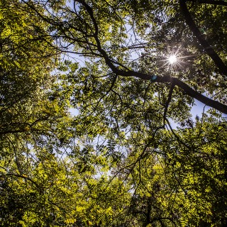 Γνώριζες πως στην Ιερά Οδό ανθίζουν μανόλιες και γιγαντιαία νούφαρα;