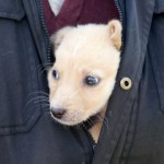 Γιατί αναβλήθηκε αναγκαστικά η Ημέρα Υιοθεσίας; Ποιός ο ρόλος του Υπουργείου Αγροτικής Ανάπτυξης και Τροφίμων;