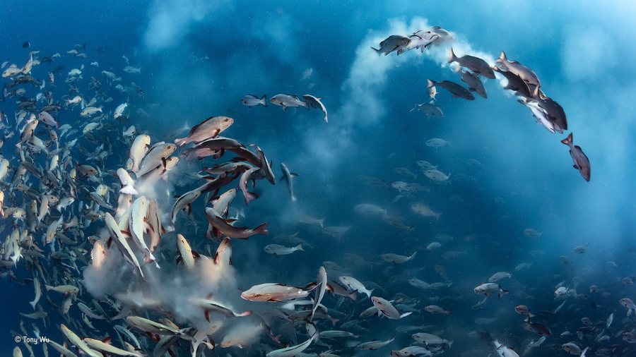 epa05593700 A handout picture provided by Wildlife Photographer of the Year. Snapper party, Tony Wu, US  Winner, underwater category For several days each month, thousands of two spot red snappers gather to spawn around Palau in the western Pacific Ocean. The action is intense as the fish fill the water with sperm and eggs, and predators arrive to take advantage of the bounty. Noticing that the spawning ran ‘like a chain reaction up and down the mass of fish’, Wu positioned himself so that the action came to him. On this occasion, with perfect anticipation, he managed to capture a dynamic arc of spawning fish amid clouds of eggs in the oblique morning light.  EPA/TONY WU / WILDLIFE PHOTOGRAPHER OF THE YEAR Wildlife Photographer of the Year is developed and produced by the Natural History Museum, London.  HANDOUT EDITORIAL USE ONLY/NO SALES HANDOUT EDITORIAL USE ONLY/NO SALES