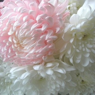 Η τέχνη της υπομονής και ένα χρυσάνθεμο