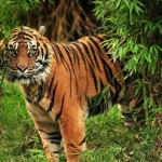 Οι πληθυσμοί των άγριων ζώων μειώθηκαν κατά 58% τα τελευταία 45 χρόνια