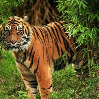 Οι πληθυσμοί των άγριων ζώων μειώθηκαν κατά 58% τα τελευταία 45 χρόνια