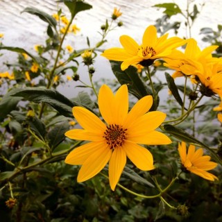 Ηλίανθοι ή/και Ηλιοτρόπια