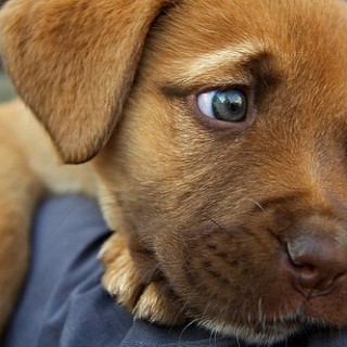 Ζάκυνθος: Παραδειγματική τιμωρία σε 47χρονο που σκότωσε τον σκύλο του