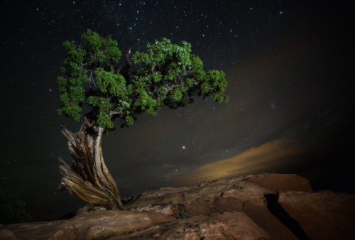 Νυχτερινές φωτογραφίες των πιο ηλικιωμένων δέντρων του κόσμου