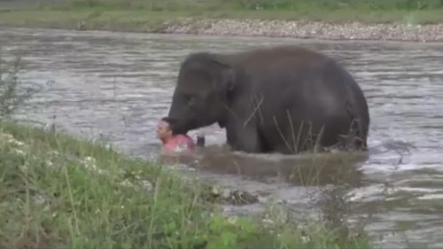 Αυτός ο ελέφαντας νομίζει ότι ένας άνθρωπος κινδυνεύει και σπεύδει να… τον βοηθήσει!
